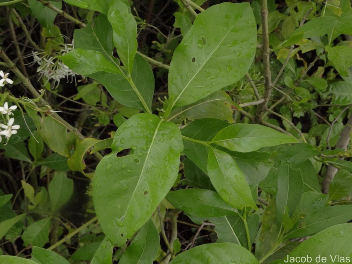 Pavetta indica L.